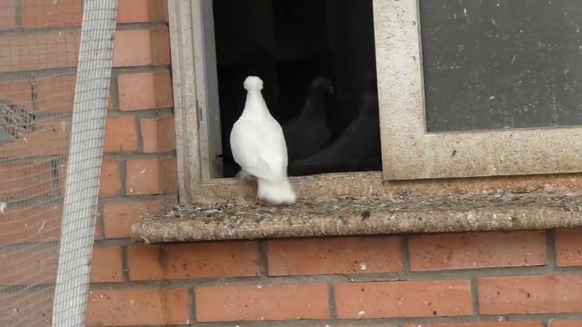 Бакинцы,Ленинаканцы,Гульбадамы,Спортивные ,Декоративные голуби Харлашина В.И. 4-ая часть. смотреть онлайн