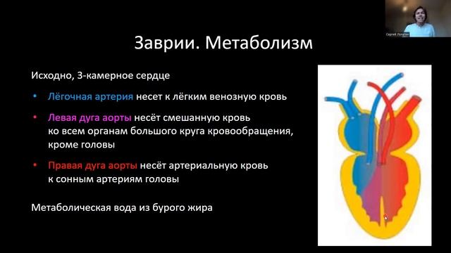 Зоология. Лекция 13. Лепидозавры смотреть онлайн