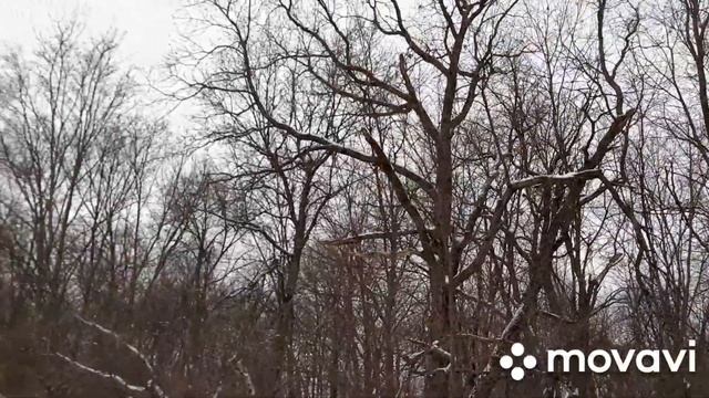 Ларгус. В лес за дровами, зимой