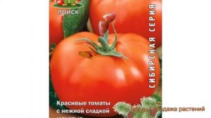 Томат обыкновенный Алтайский красный ? обзор: как сажать, семена томата Алтайский красный