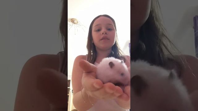 Мне купили хомяка смотреть онлайн
