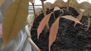 Как легко вырастить ЛИЧИ фрукт в домашних условиях. Мой способ выращивания на подоконнике.