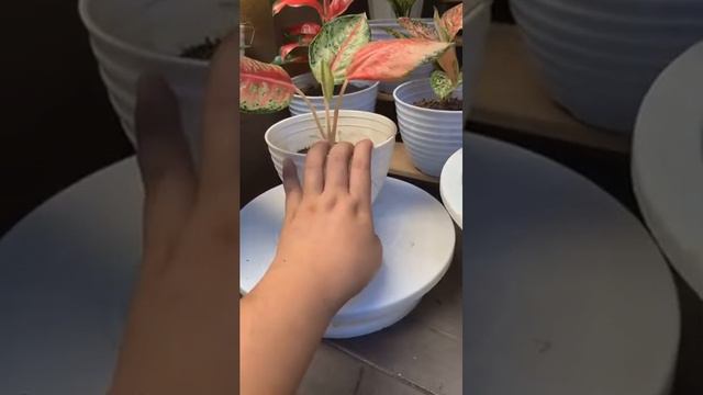 Aglaonema Rainy Season Care Tips Tagalog смотреть онлайн