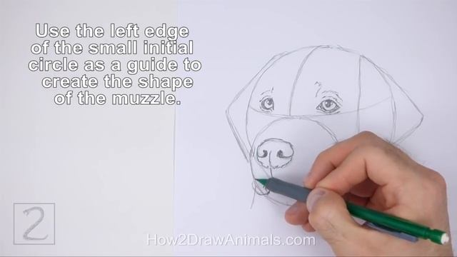 How to Draw a Labrador Retriever Dog (Head Detail) смотреть онлайн