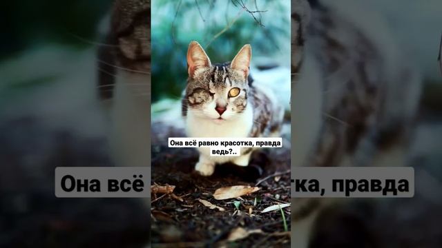 Кошка с одним глазом. @1Animals_SoUNd смотреть онлайн