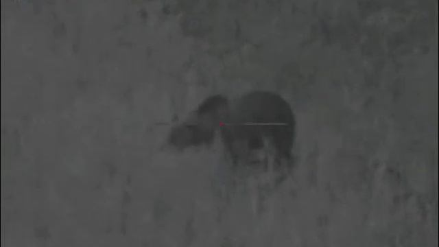 Pulsar Digisight Ultra N355. Медведь на овсах.058 S, с подсветкой и без