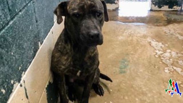 Эта собака забивалась в уголок конуры, и от страха дрожала, глядя в стенку смотреть онлайн