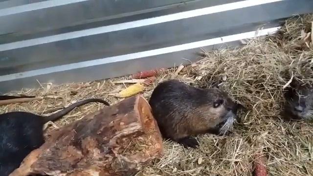 Домашнее содержание нутрий