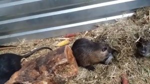 Домашнее содержание нутрий