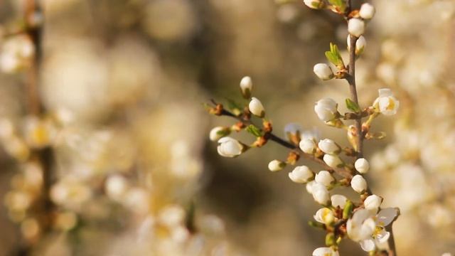 Дикая ягода цветёт — кустарник дикой ягоды ранней Весной | Футажи красивая природа [FullHD] смотреть онлайн