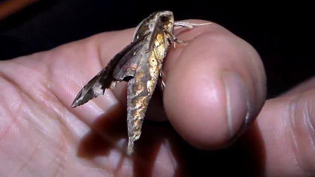 Hawkmoth: Eupanacra elegantulus - a little dragon! смотреть онлайн