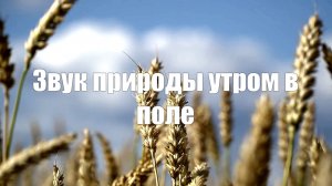 Звуки природы утром в поле. Пение птиц