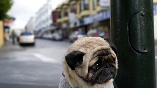Почему собака гоняется за хвостом ? / Why is the dog chasing its tail ? смотреть онлайн
