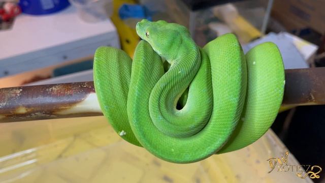 Cleaning My Green Tree Python Enclosure смотреть онлайн