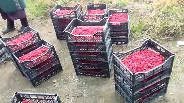 Сбор малины 6 ноября с Хлореллой смотреть онлайн