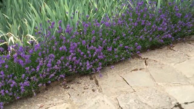 Великолепный сад в Хиткоут. Gorgeous Hidcote Garden смотреть онлайн