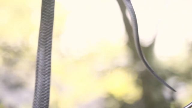 The Elusive Forest Cobra (Naja subfulva) | Herping South Africa смотреть онлайн