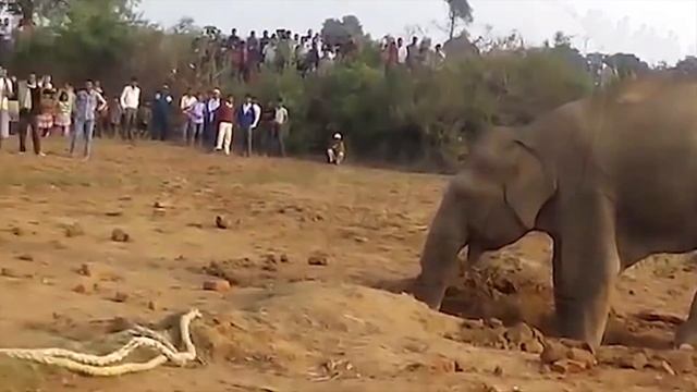 11 часов подряд слониха рыла яму. Причина ее поведения поразила всех! смотреть онлайн