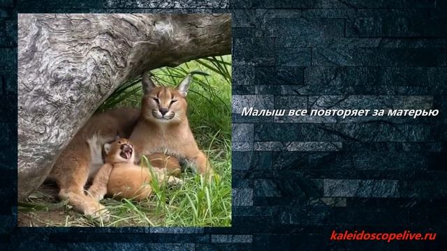 Малыш все повторяет за матерью смотреть онлайн