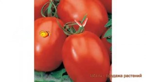 Томат обыкновенный Аделина (adelina) ? томат Аделина обзор: как сажать семена томата Аделина