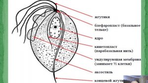 МЕДИЦИНСКАЯ ПАРАЗИТОЛОГИЯ | Урок 7. Трихомонады