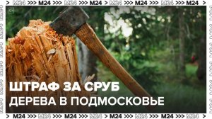 Специалисты лесоохраны рассказали о штрафах за сруб дерева в Подмосковье - Москва 24