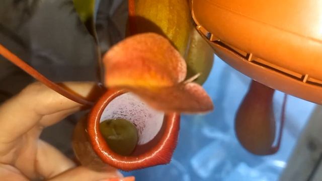 Думаю как назвать новорождённых ? Будни весеннего скворца. смотреть онлайн