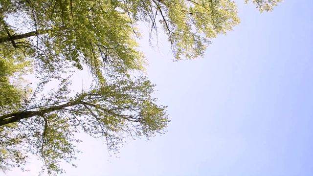 6. Весенняя природа | Вольфганг Амадей Моцарт – "Маленькая ночная серенада" | Симфония природы смотреть онлайн