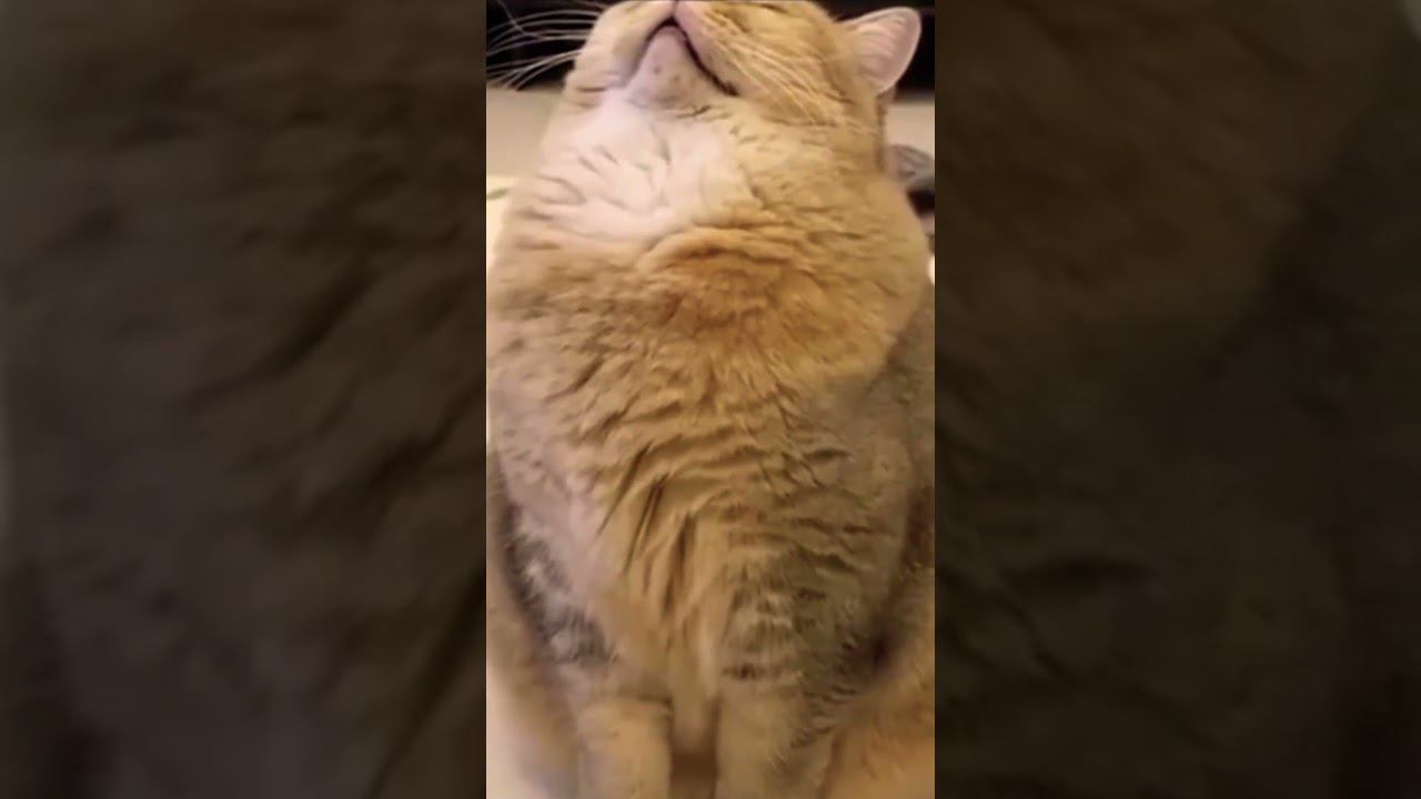 ▷Котик уснул◁ смотреть онлайн