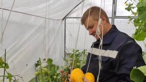 ТОМАТ - СУПЕР-ГИГАНТ!