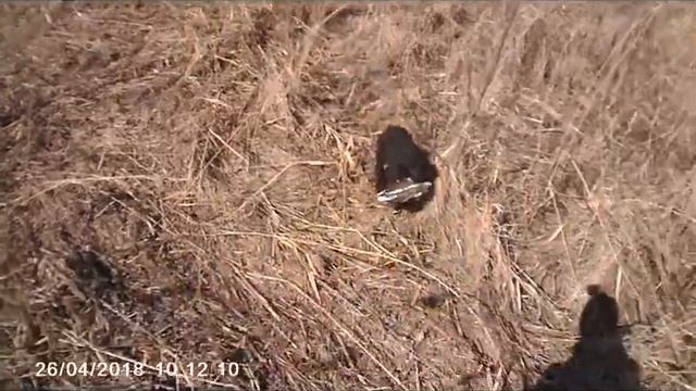 Воспитание щенка лабрадора для охоты (натаска по аппортировке) смотреть онлайн