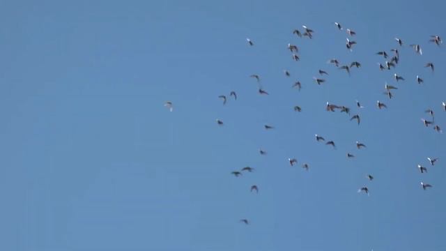 Quelles sont les techniques de traitement pour les pigeons ? смотреть онлайн