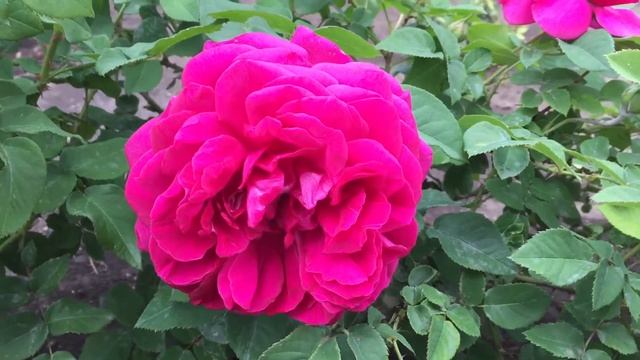 The Dark Lady rose смотреть онлайн