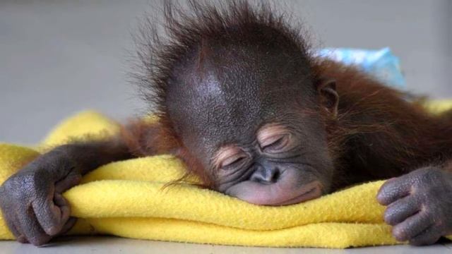 Видео для сна