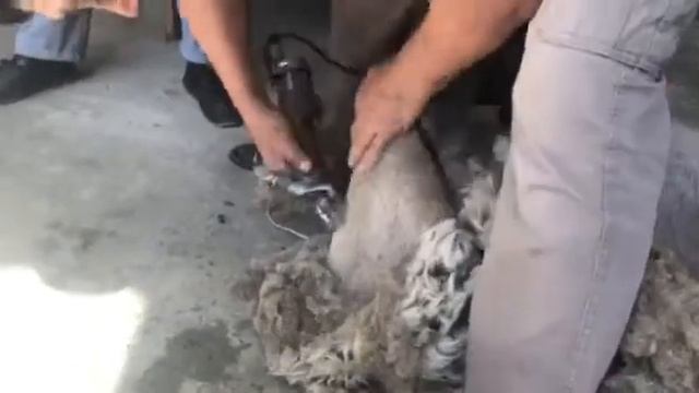 QO'Y JUNINI OLADIGAN MASHINKA SOTILADI