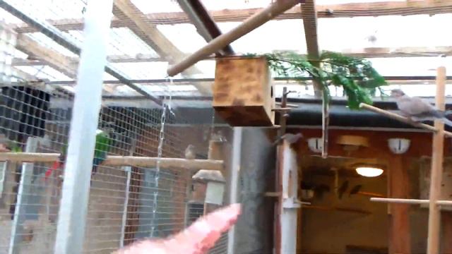 Обзор на Птицу 19.07.23 смотреть онлайн