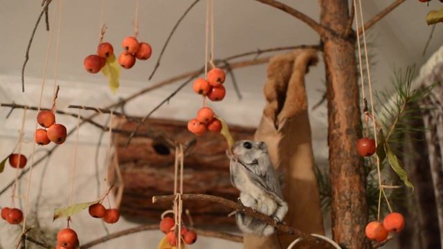 Белка летяга - Flying Squirrel