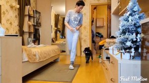 Пудель Фьерт. Дрессировка. Домашний урок.