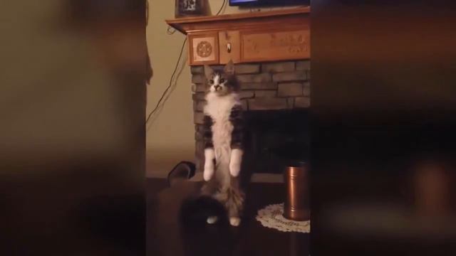 The cat stands on two legs Кот стоит на двух лапах смотреть онлайн