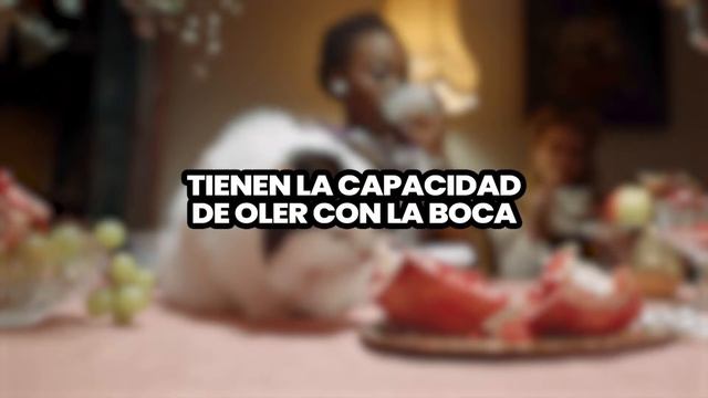 Los 10 Datos más Curiosos sobre los Gatos | Curiosidades de los Gatos смотреть онлайн