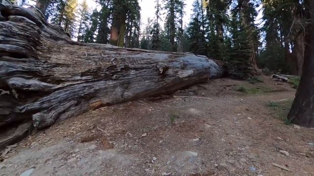 Mariposa Grove of Giant Sequoias - Hike Guide смотреть онлайн