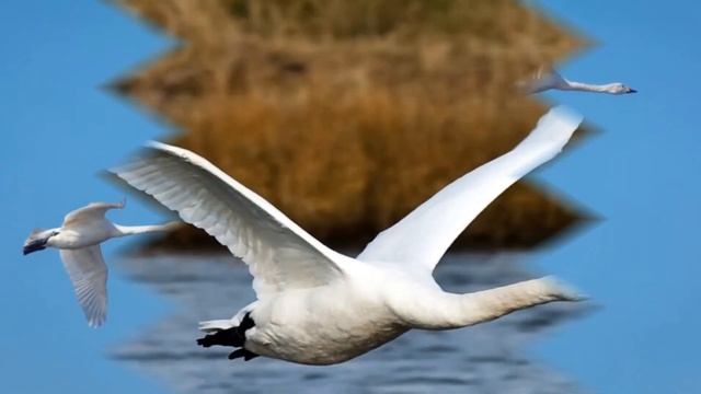 Ион Суручану *ЛЕБЕДИ ЛЕТЯТ* смотреть онлайн