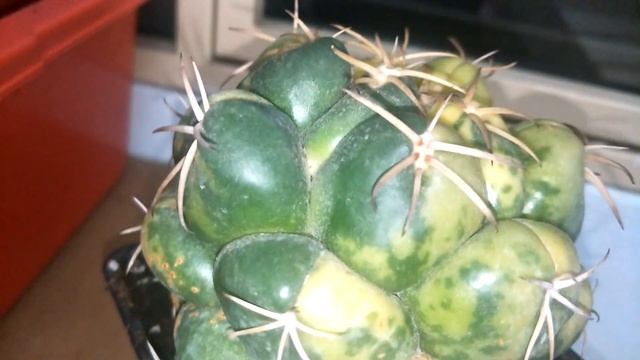Cactus: Coryphantha Elephantindens Variegata #Cactus #Coryphantha #Variegated Cactus