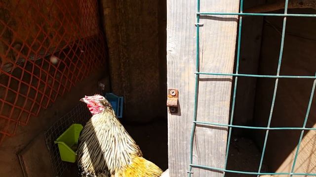 Ocean side game fowl смотреть онлайн