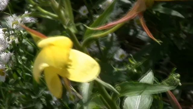 РАСЦВЕТАЕТ ЭНОТЕРА (НОЧНАЯ КРАСАВИЦА) (Oenothera) смотреть онлайн