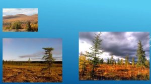 Природа Западной Сибири