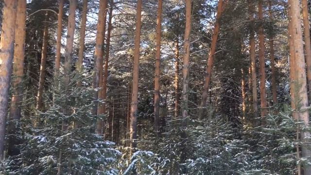 Зимний лес съёмка 4К/ iPhone 6S для IRecommend смотреть онлайн
