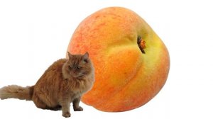 Дичка и полудичка персика