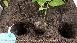 В ЛУНКУ перед высадкой ПЕРЦА сладкого ДОБАВЛЯЮ ЭТО! ПЕРЕЦ РАСТЕТ С КУЛАК! Что добавить под перец