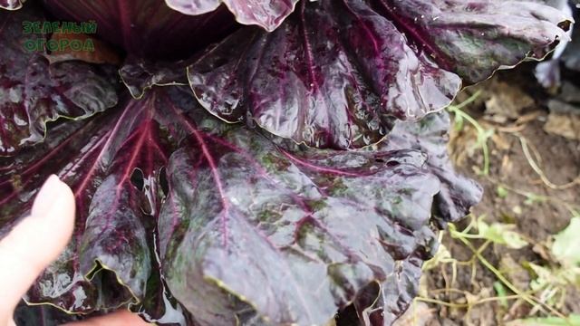 Капуста краснокочанная КАЛИБОС. Советы от ЗЕЛЕНОГО ОГОРОДА! смотреть онлайн